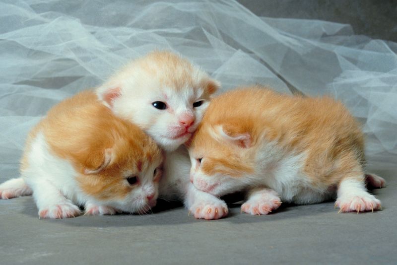 Report Shows PETA Killed 1400 Cats And Dogs In 2016