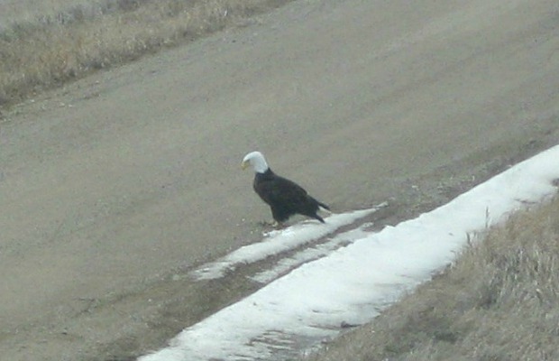Eagle’s Nest Could Affect Water Project Eagle’s Nest Could Affect Water Project
