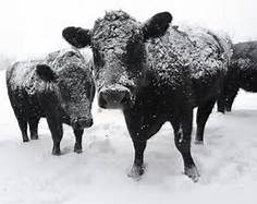 South Dakota Livestock Losses Now At Over 43,000