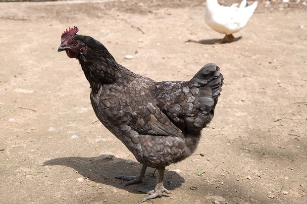 Cage-Free Egg Trend Based on Misinformation
