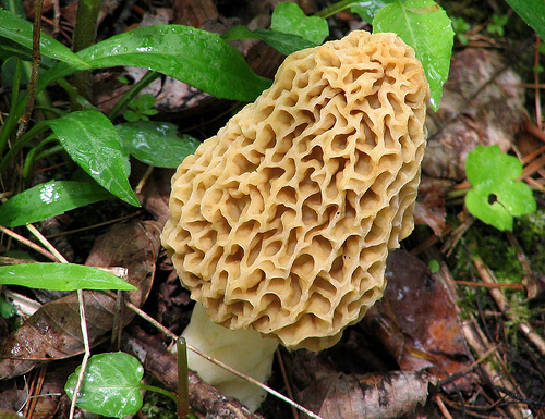 It’s Mushroom Season