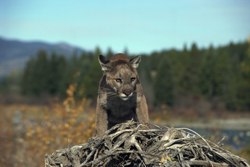 Mountain Lion Shot in Northeast Nebraska