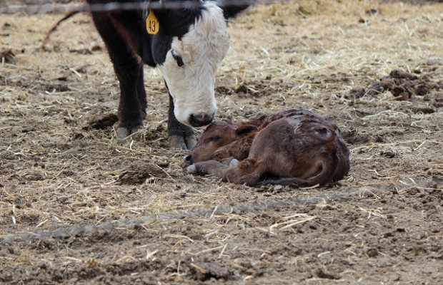 Make Every Calf Count