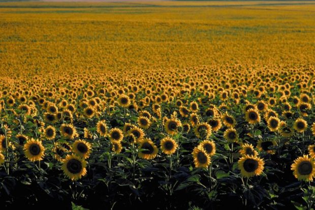 Corn & Sunflower Planting