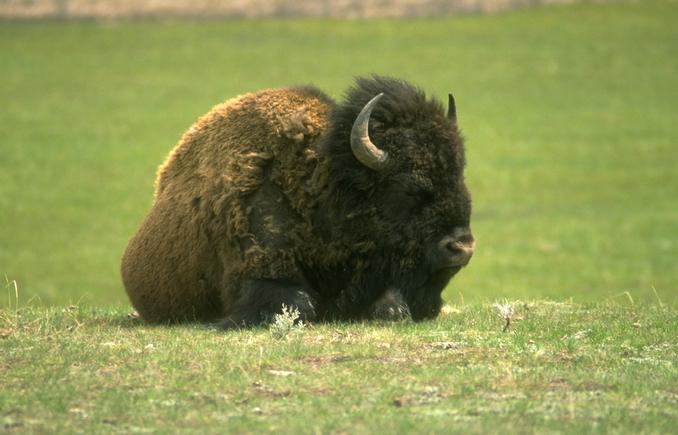 Mexico Opens Its Market To Imports Of U.S. Bison Meat