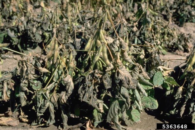 Soybean Industry Must Adapt Without Trans Fat