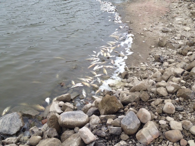 Fish Kill In Sioux County, Iowa Fish Kill In Sioux County, Iowa