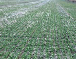 September 30 2020 The Deadline For 2021 Fall Planted Crop Insurance Sign Up