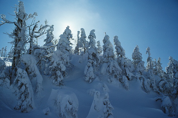Winter Comes Back