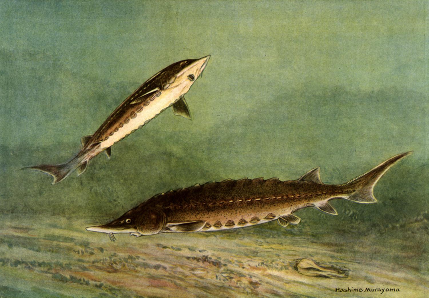 Pallid Sturgeon  Confirmed in Missouri River