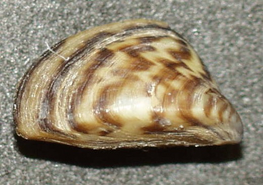 Zebra Mussels Spreading in the Missouri River