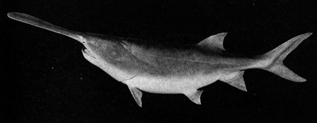 Paddlefish Season Opening on Iowa Rivers