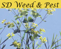 Extension Specialist Says Now’s A Good Time To Control Noxious Weeds
