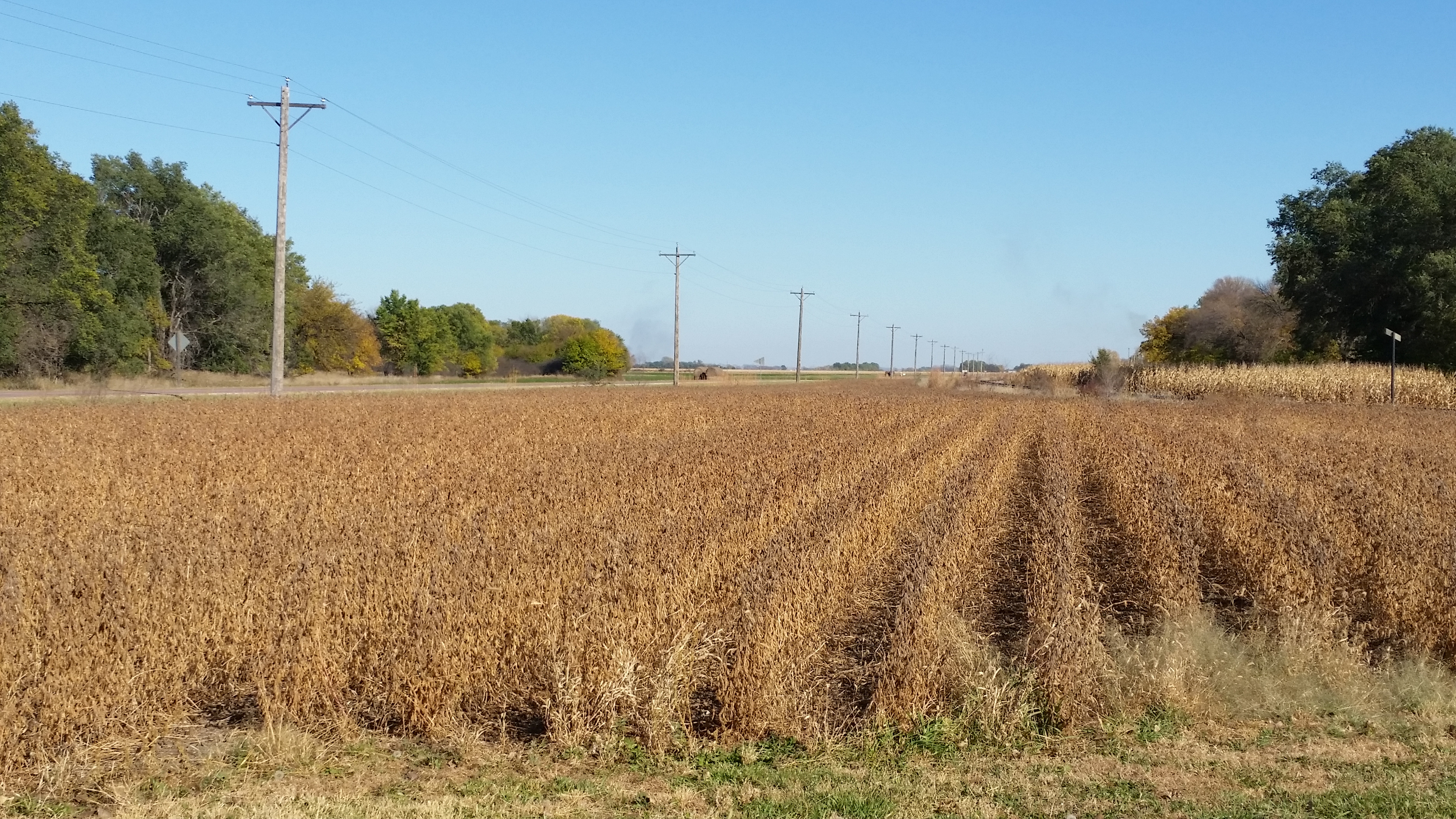 Spider Mites And Gall Midge Popping Up In Minnesota