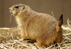 Prairie Dog Bill Advances Prairie Dog Bill Advances
