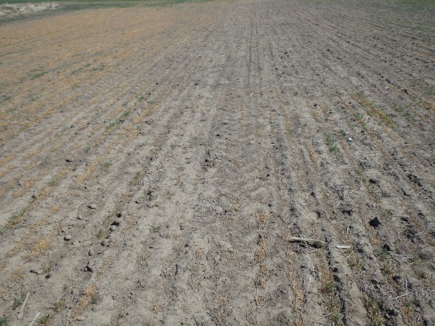 Farmers Still Assessing Wheat Damage in Kansas