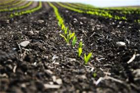 Pioneer Survey Shows Corn Belt Farmers Reporting Corn Nematode Pressure