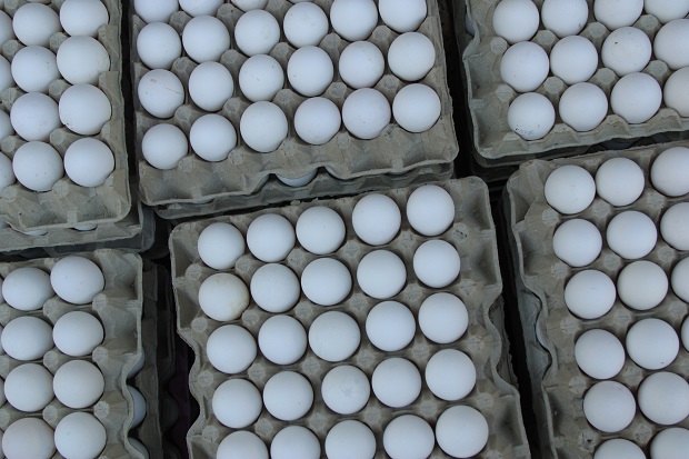 Egg Prices Rise in Response to Avian Flu