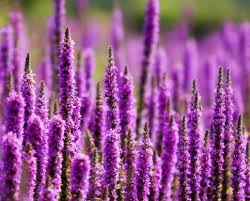 SD Department of Ag Looking at Biocontrol for Purple Loosestrife SD Department of Ag Looking at Biocontrol for Purple Loosestrife