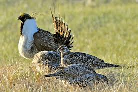 Groups Pleased with Bill to Block Endangered Species Listings