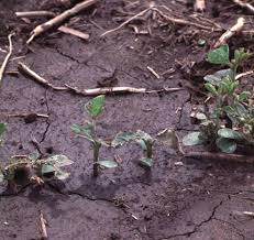 Frost Damage in Row Crops Starting to Emerge