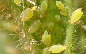 Insect Management Knowledge Program to Provide Insect Answers