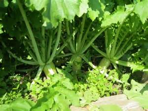 IDALS Partners with Iowa Groups on Cover Crop Program