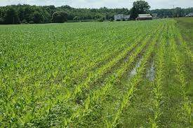 Minnesota Farmers Shifting To Using Urea Over Anhydrous Ammonia