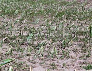 Producers Must Consider Options In Dealing With Heavy Hail Damage