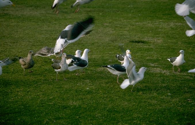 Minnesota Remains Prepared for Avian Flu