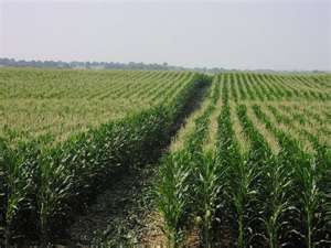 Crop Conditions vary from one location to the next