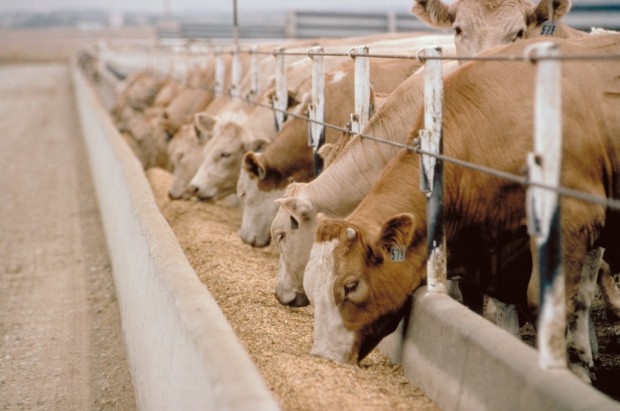 Strong Cash Cattle