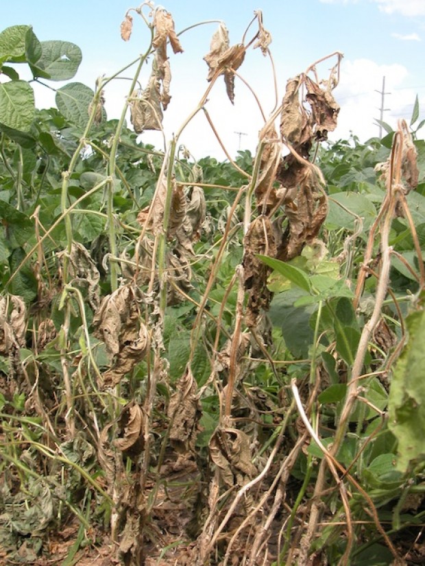 Disease Managment