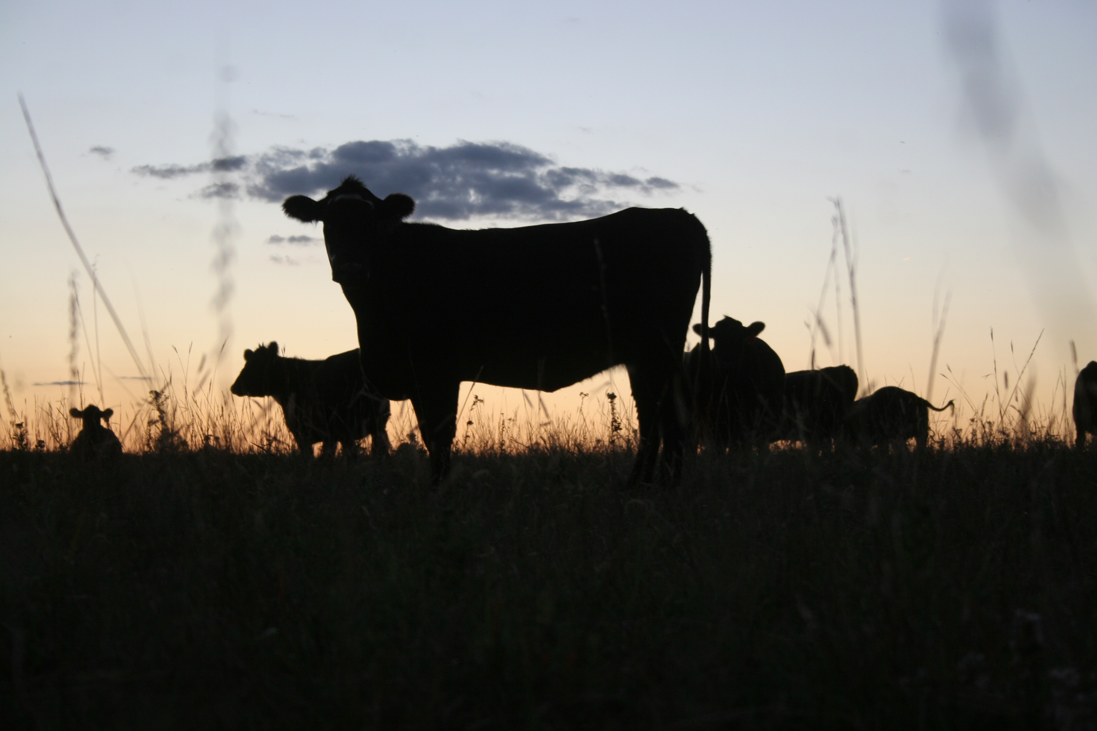 New Trade Deal Could Be Good For Nebraska Ag