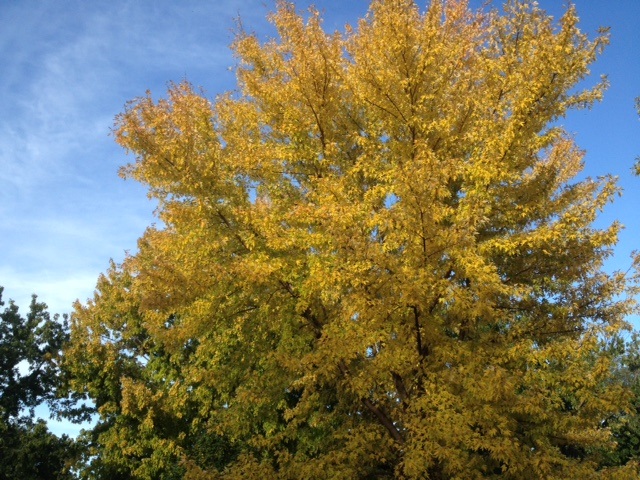Iowa Professor Sets Out to Study State Parks Iowa Professor Sets Out to Study State Parks