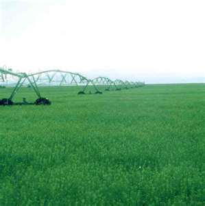 Nebraska Alfalfa Crop Off to Good Start