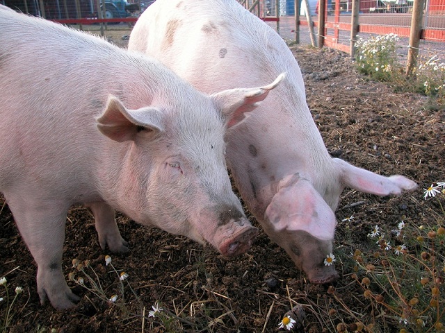 Pork Leader Says New Processing Plant Good For Pork Producers