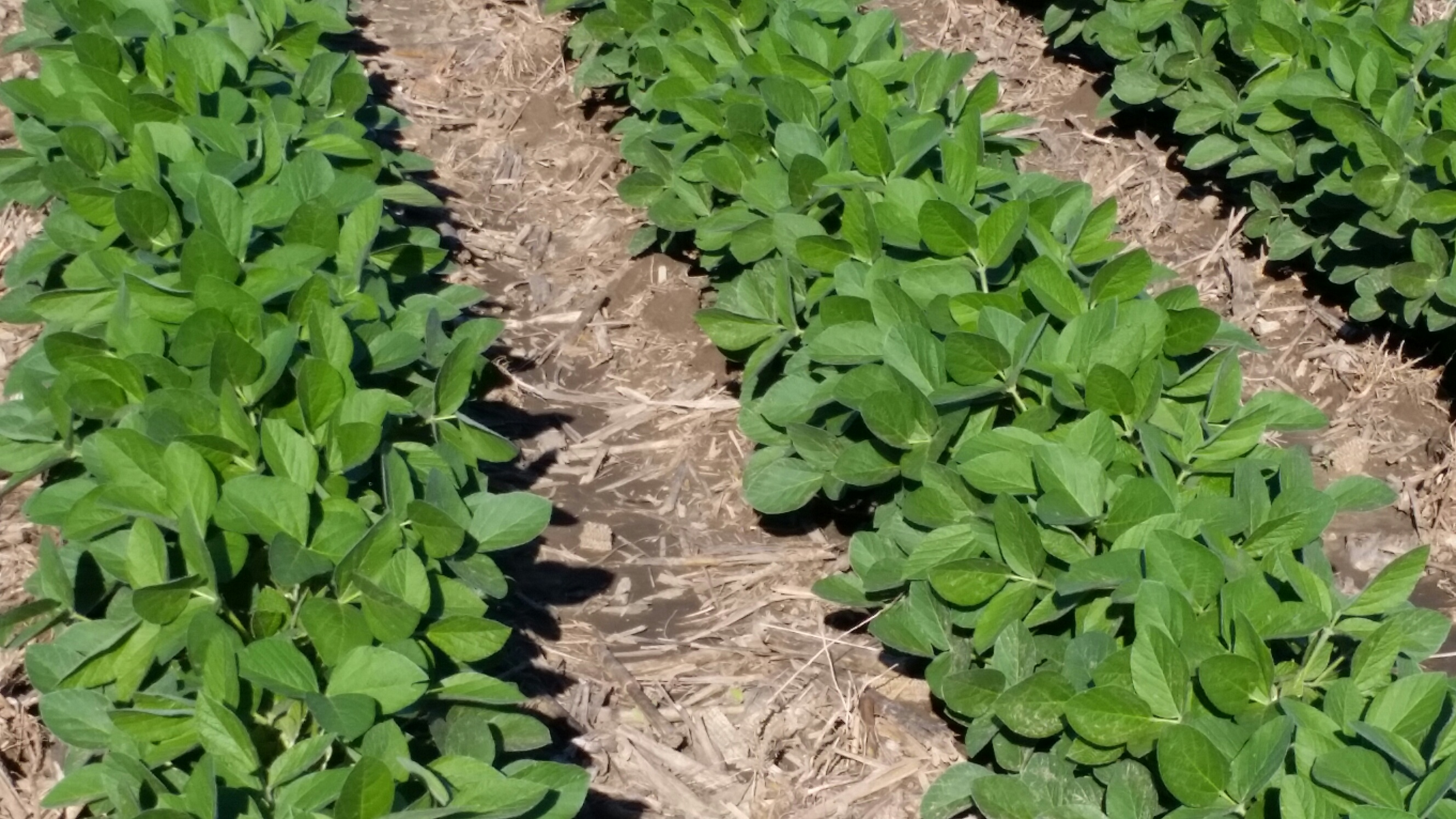 Farmers To Plant More Beans, Less Corn With High Fertilizer Prices