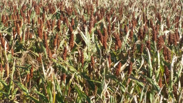 Popularity Of Sorghum Continues To Increase