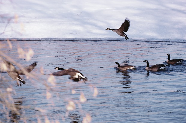 Naig Is Concerned About Possible HPAI Outbreak Naig Is Concerned About Possible HPAI Outbreak