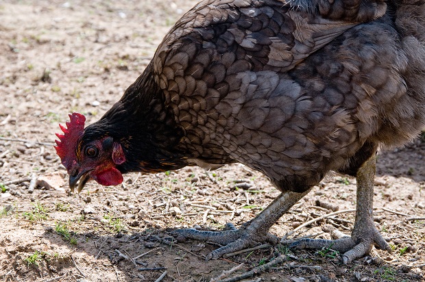 Sonstegard Poultry Permit in Turner County Tabled