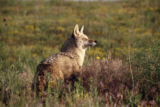 Public Lands Council Wants Endangered Species Act Reform Public Lands Council Wants Endangered Species Act Reform