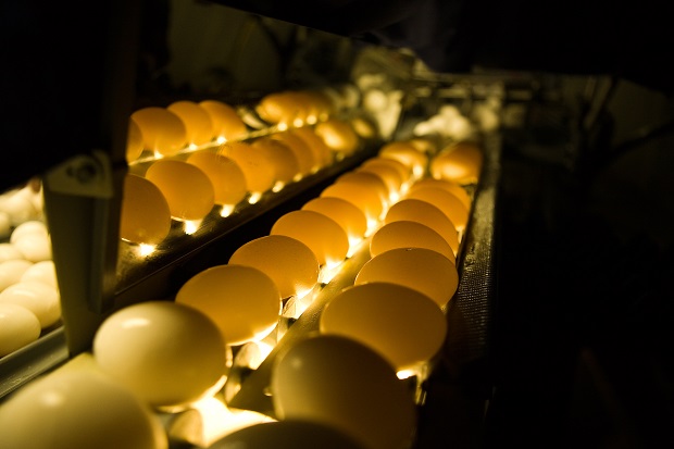 Iowa Egg Producers Still Seeing Bird Flu Impact