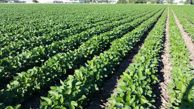 USDA Predicts Record Year for Corn and Soybean Yields