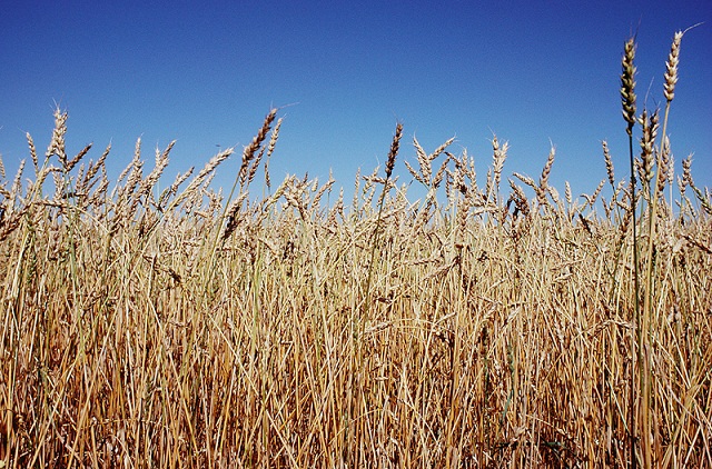 Wheat Tour Participant Expecting To See Less Spring Wheat BPA This Week