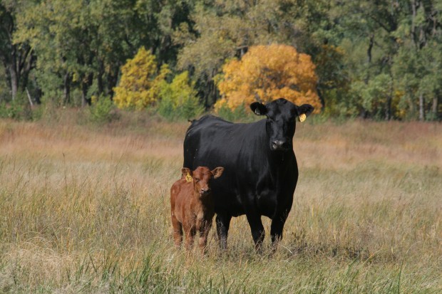 ICON Wants Brand Exemption Removed