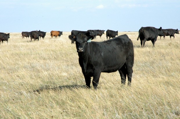 Trich Found in South Dakota Cattle Herds