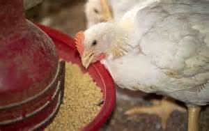 Bird Flu Cases Decline In Iowa