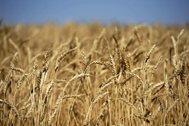 A Look into Weather & Wheat