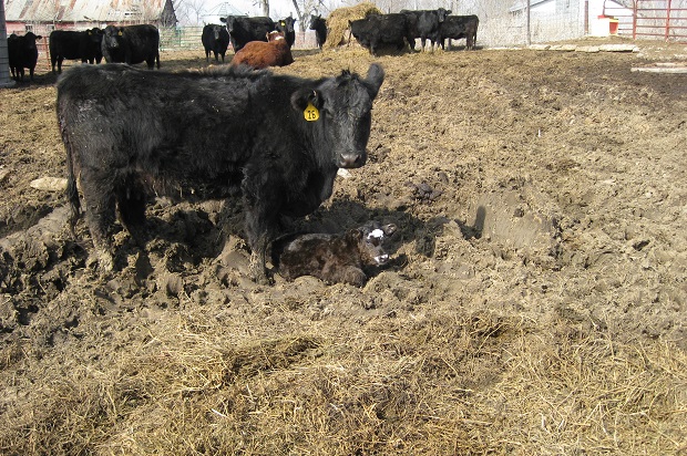 Need for Unity in Cattle Industry Event provides insight